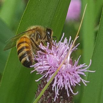 The Buzz on Honey Bee Lifespan: How Long Do These Little Workers Actually Stick Around?