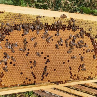 Overwintered nucleus colony of our Essex bees - JP's Wild Honey Ltd